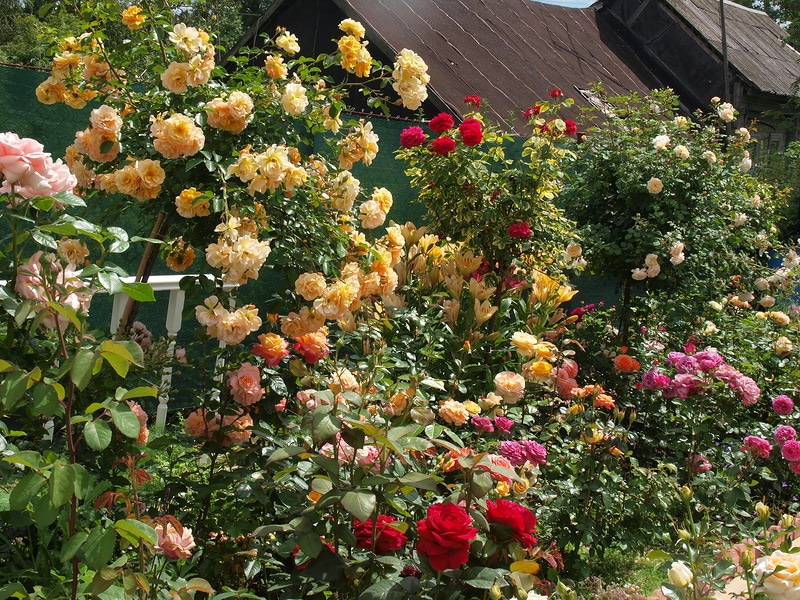 Foto van een rozenkrans in een landtuin