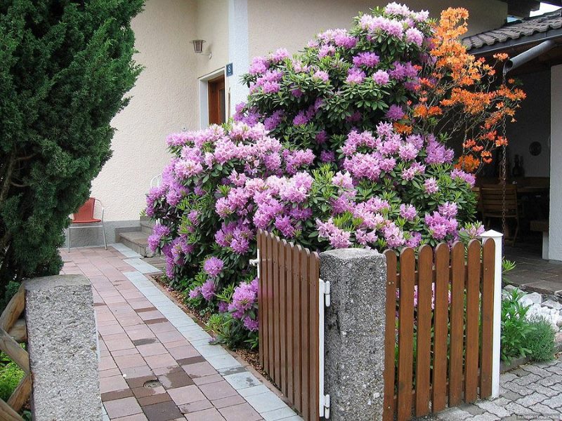 Ziedoši rododendri lauku mājas priekšējā dārzā