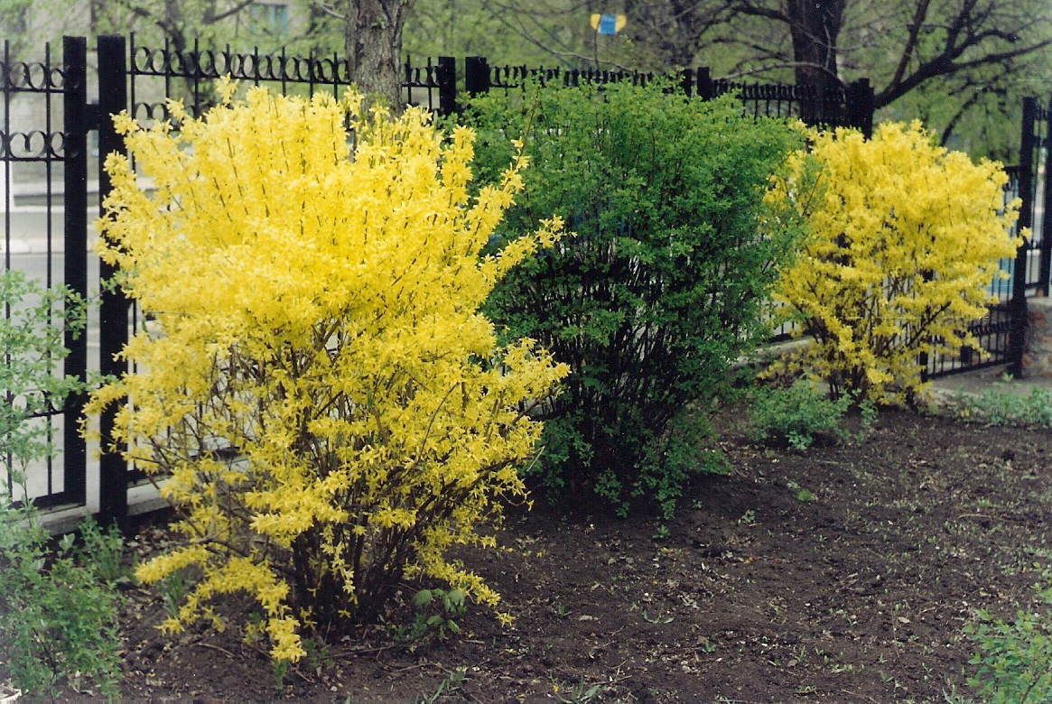 Gele Forsythia struiken in de buurt van het hek van een zomerhuisje
