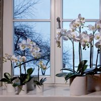 Orchidées blanches sur un rebord de fenêtre en plastique