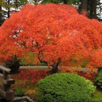 Голям храст от японски клен с ярка корона от червено-оранжев цвят