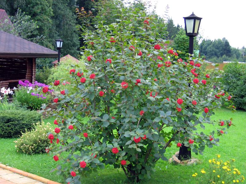 Struik van rode viburnum in het landschap van een zomerhuisje