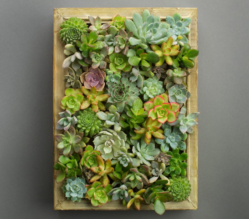 Picture from living plants of the succulents family for room decor
