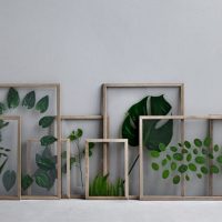 Foglie di piante in cornici di legno