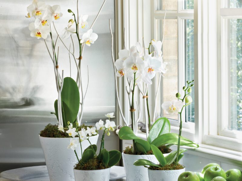Orchidées blanches sur le rebord de la fenêtre de l'appartement