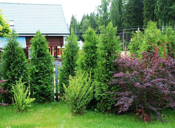 Landing thuja western along a wooden fence in a summer cottage