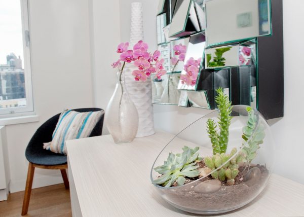 This variety of cactus looks unusual and is perfect for the modern interior.