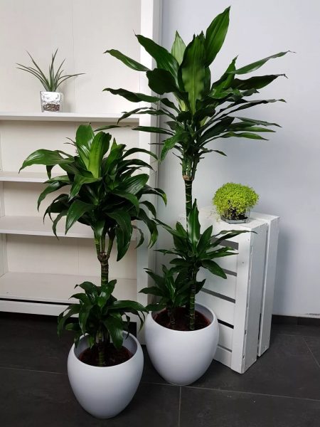 Dracaena is een vrij grote plant. Het is beter om het in grote keukens te gebruiken.