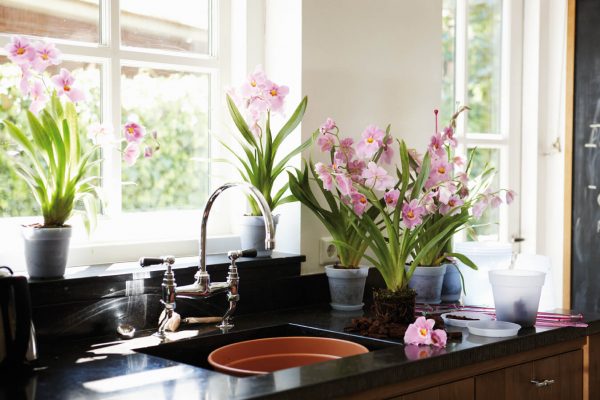 Indoor plants will decorate the interior of any room. Very cool they are looking in the interior of the kitchen