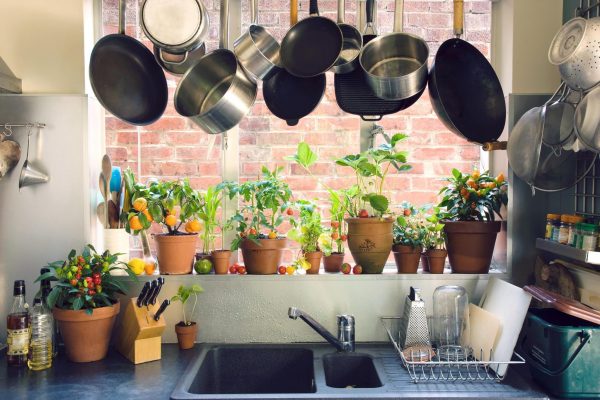 A konyhában növények kiválasztásakor sok tényezőt kell figyelembe venni.