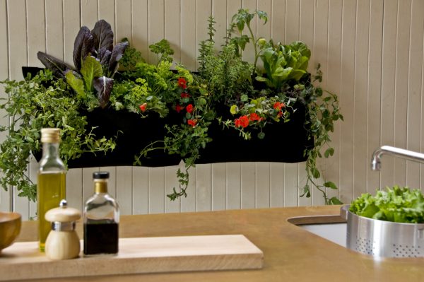 When choosing plants in the kitchen, consider their features