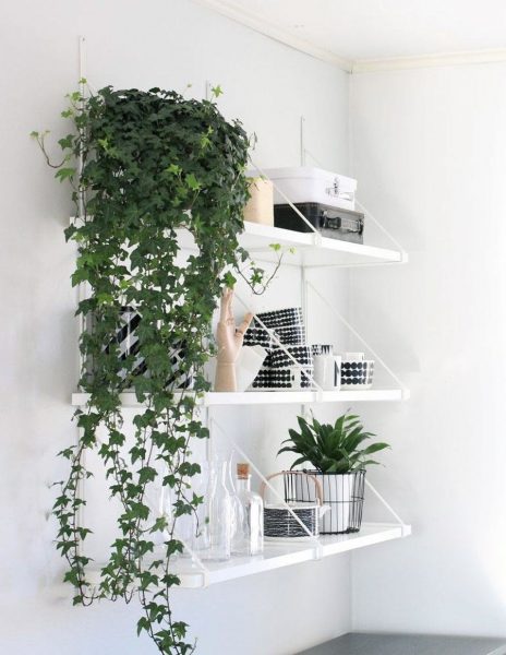 Climbing plants look unusual and interesting in the kitchen