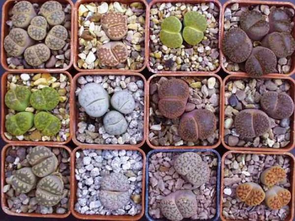 Lithops are succulents, their appearance is such that they are otherwise called living stone.