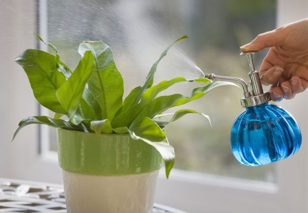 When watering, direct watering under the root should be avoided, they should be sprayed, saturating with moisture not only the stem, but also the leaves.