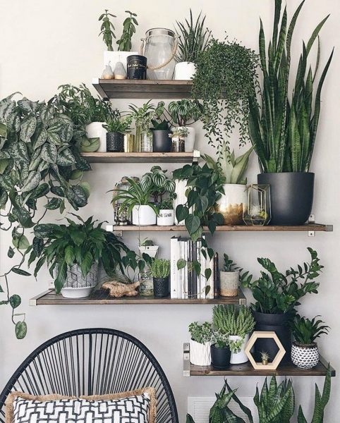 indoor plants suitable for a kitchen with windows facing north or west.